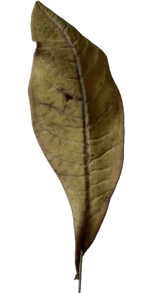 Ein einzelnes, getrocknetes Blatt mit einer hellbraunen Farbe und einer leicht gewellten Form, das sich sanft um seine eigene Achse dreht, vor einem transparenten Hintergrund.